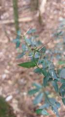Damnacanthus indicus