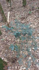 Damnacanthus indicus