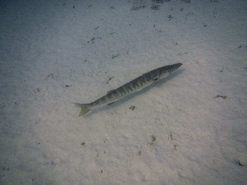 Sphyraena jello