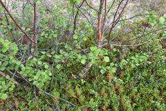 Betula pubescens pumila