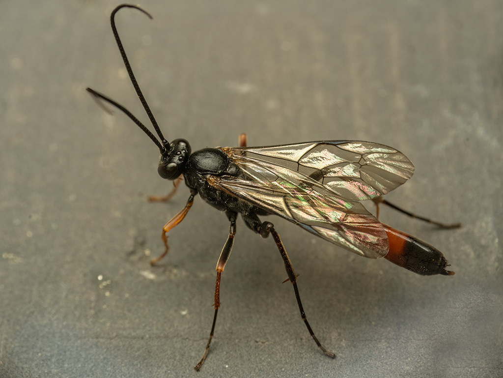 Virgichneumon tergenus