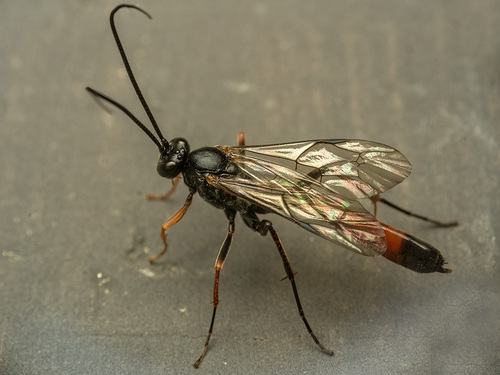 Virgichneumon tergenus