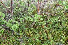 Betula pubescens pumila