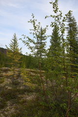 Betula pubescens pumila