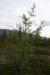 Betula pubescens pumila