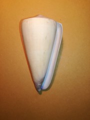 Conus virgo