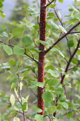 Betula pubescens pumila