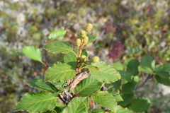 Betula pubescens pumila