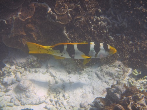 Plectropomus laevis