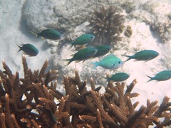 Chromis atripectoralis