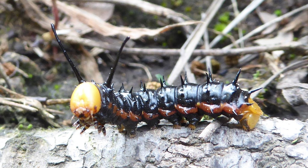 Anisota dissimilis