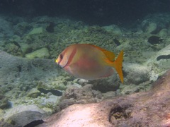 Siganus doliatus