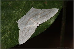 Acropteris ciniferaria