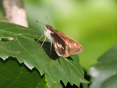 Vettius fantasos