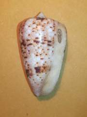 Conus zeylanicus