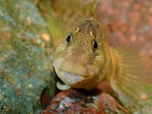 Freshwater blenny (Salaria fluviatilis) — Blenniidae — 3