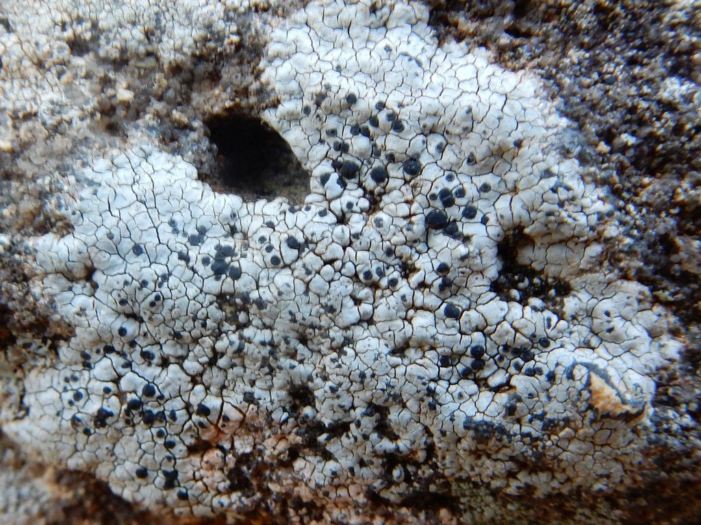Sunken Rim-lichen