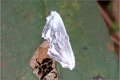 Rhombophylla edentata