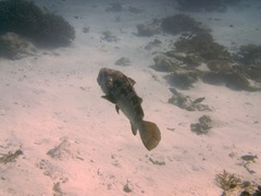Epinephelus malabaricus