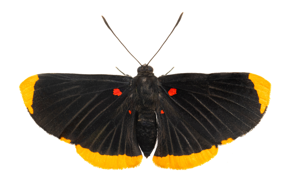 Melanis