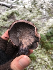 Hydnellum fuscoindicum