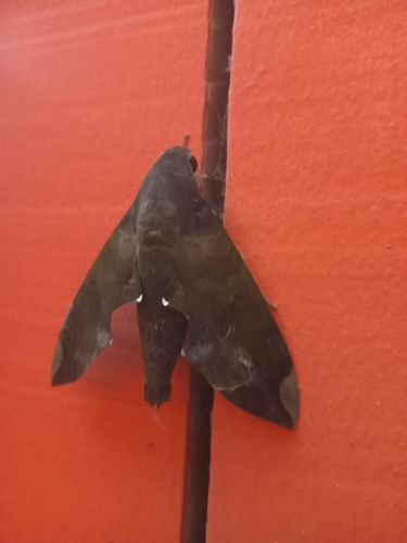 Fig Sphinx