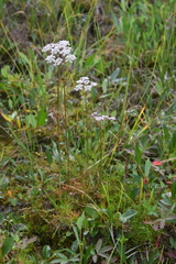 Ostericum tenuifolium