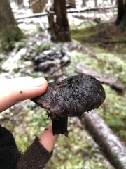 Hydnellum fuscoindicum