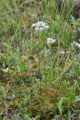 Ostericum tenuifolium