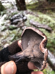 Hydnellum fuscoindicum