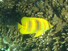 Chaetodon rainfordi