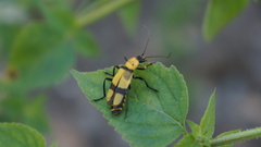 Chauliognathus nigrocinctus