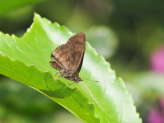 Pellicia dimidiata dimidiata