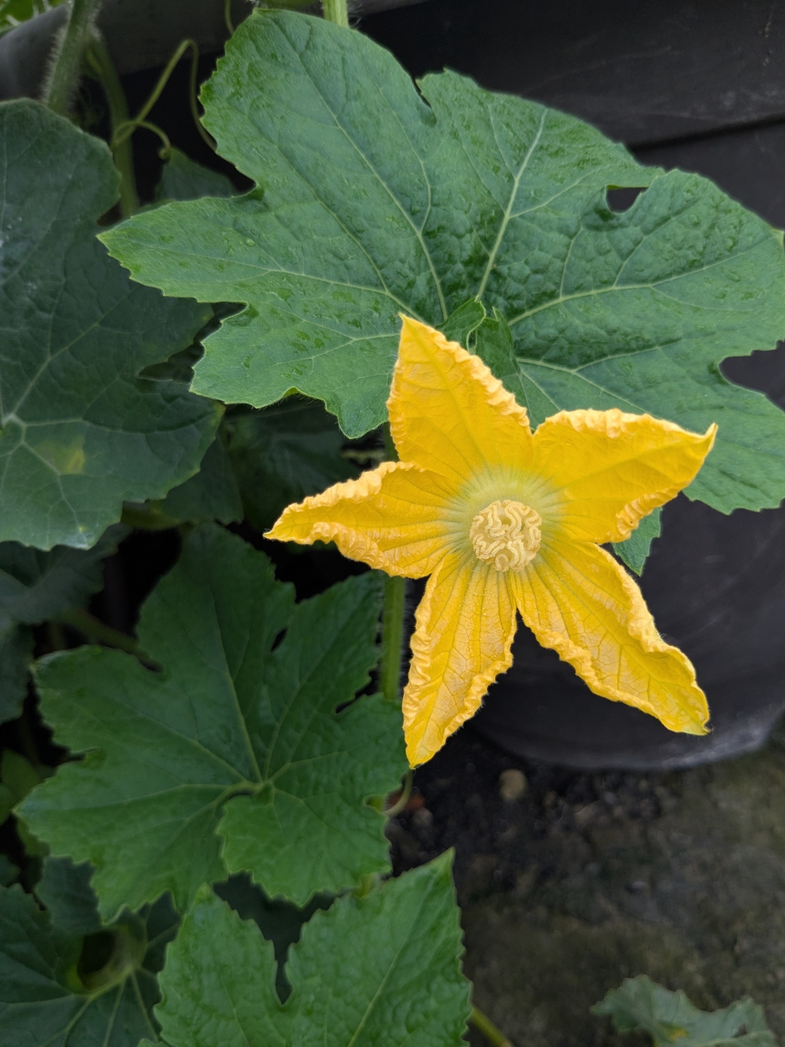 Photo by 王舒儀 via iNaturalist (Copyright 王舒儀)