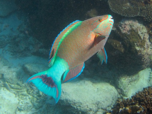 Sixband Parrotfish