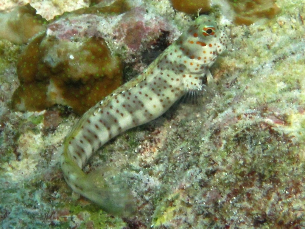 Bluespotted Blenny