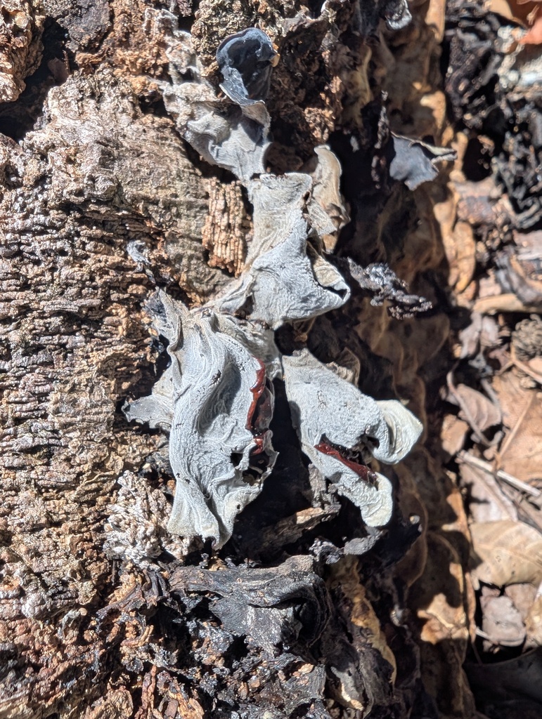 Auricularia polytricha · August 2025 · photo: © atsushi_nakajima_cirque (iNaturalist, cc-by)