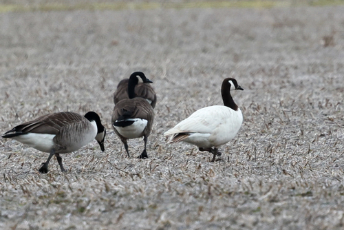 Canada Goose photographed in Maryland