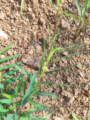 Field Sensitive Pea