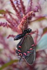 Mimoides thymbraeus aconophos