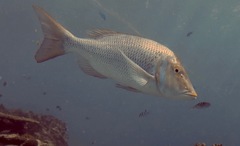 Lethrinus nebulosus