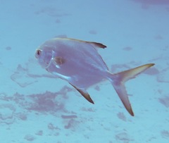 Trachinotus blochii