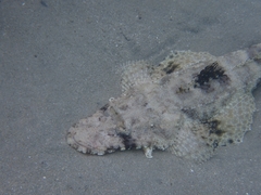 Papilloculiceps longiceps