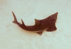 Rhynchobatus australiae