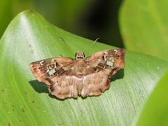 Quadrus lugubris lugubris