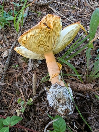 Amanita caesareoides