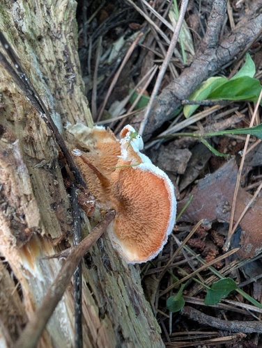 Merulius tremellosus