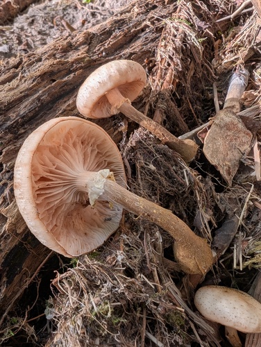 Armillaria