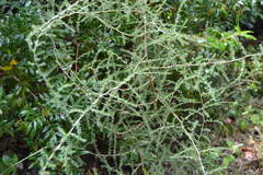 Asparagus acutifolius