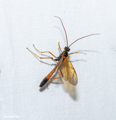 Opheltes glaucopterus barberi